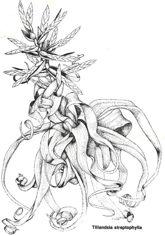 Tillandsia streptophylla